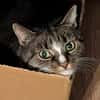 Sid sucht ein liebevolles Zuhause