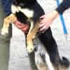Hundeschatz LUCKY