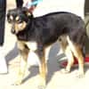 Hundeschatz LUCKY