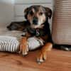 Laki  verschmuster Herzenshund sucht Zuhause