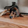 Laki  verschmuster Herzenshund sucht Zuhause