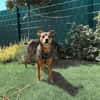 Laki  verschmuster Herzenshund sucht Zuhause