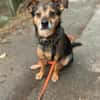 Laki  verschmuster Herzenshund sucht Zuhause