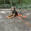 Laki  verschmuster Herzenshund sucht Zuhause
