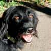 Elmo - sensibler Begleiter sucht Euch