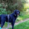 Elmo - sensibler Begleiter sucht Euch