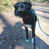 Elmo - sensibler Begleiter sucht Euch