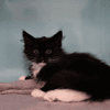 Batman "en cours d'adoption"