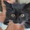 Batman "en cours d'adoption"