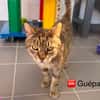 GUEPARD