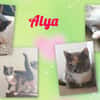 ALYA