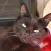COMTESSE MIAOU HAB17651