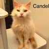 Candela