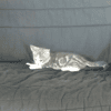 Berlioz