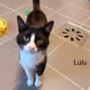 Lulu