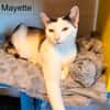 Mayette
