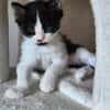 BARREL ET SHRIMP À ADOPTER EN DUO OU SEUL SI DÉJÀ UN CHAT PRÉSENT CHEZ VOUS