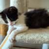 BARREL ET SHRIMP À ADOPTER EN DUO OU SEUL SI DÉJÀ UN CHAT PRÉSENT CHEZ VOUS