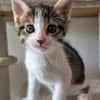 BARREL ET SHRIMP À ADOPTER EN DUO OU SEUL SI DÉJÀ UN CHAT PRÉSENT CHEZ VOUS