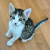 BARREL ET SHRIMP À ADOPTER EN DUO OU SEUL SI DÉJÀ UN CHAT PRÉSENT CHEZ VOUS