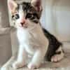 BARREL ET SHRIMP À ADOPTER EN DUO OU SEUL SI DÉJÀ UN CHAT PRÉSENT CHEZ VOUS