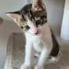 BARREL ET SHRIMP À ADOPTER EN DUO OU SEUL SI DÉJÀ UN CHAT PRÉSENT CHEZ VOUS