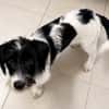 MILOU