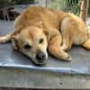DINGO