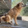 DINGO
