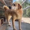 DINGO