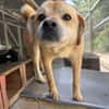DINGO