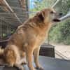 DINGO