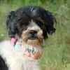 BOB, petit chien affectueux