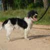 BOB, petit chien affectueux