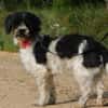 BOB, petit chien affectueux