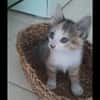 CLEMENTINE