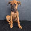 ROOKIE, CHIOT FEMELLE BERGER CRÉOLE