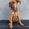 ROOKIE, CHIOT FEMELLE BERGER CRÉOLE