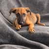 ROOKIE, CHIOT FEMELLE BERGER CRÉOLE