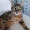 Rony