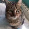 Rony