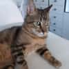 Rony