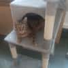Rony