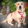 ARON -  Mini-Labrador & Traumhund sucht seine eigene Familie