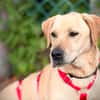 ARON -  Mini-Labrador & Traumhund sucht seine eigene Familie