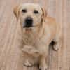 ARON -  Mini-Labrador & Traumhund sucht seine eigene Familie