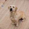 ARON -  Mini-Labrador & Traumhund sucht seine eigene Familie