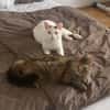 Zuhause gesucht für Lisi & Lucky