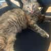 Zuhause gesucht für Lisi & Lucky