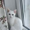 Alfy Schneeweißer Kater sucht gechillte Familie